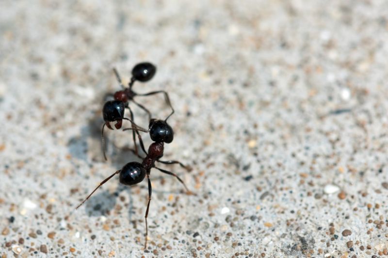 Ant Control Service in Katy, TX