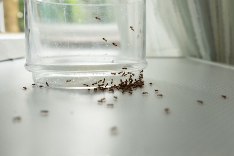 Ant Control Service in Fort Worth, TX