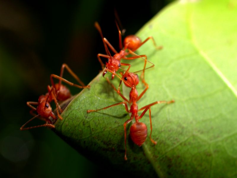 Ants Extermination Service in Denton, TX