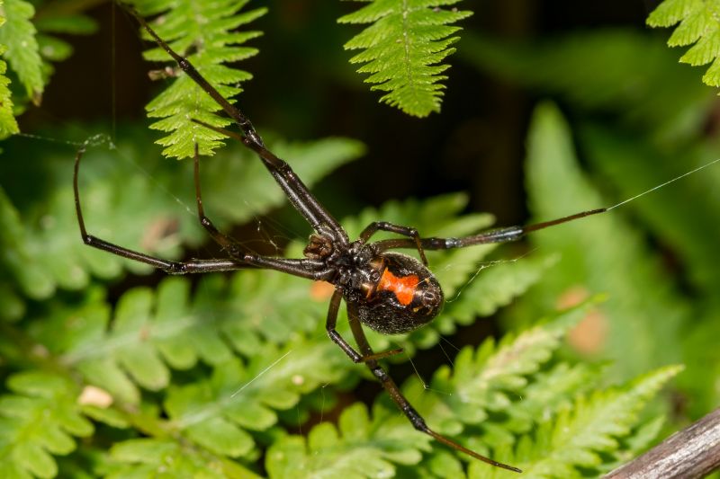 Black Widow Extermination in Fort Worth, TX