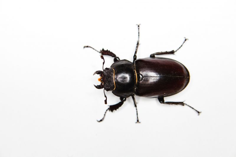 Carpet Beetle Extermination in Katy, TX