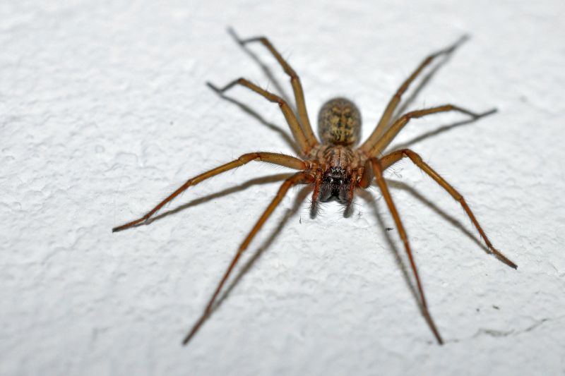 Common Spiders Extermination in Denton, TX