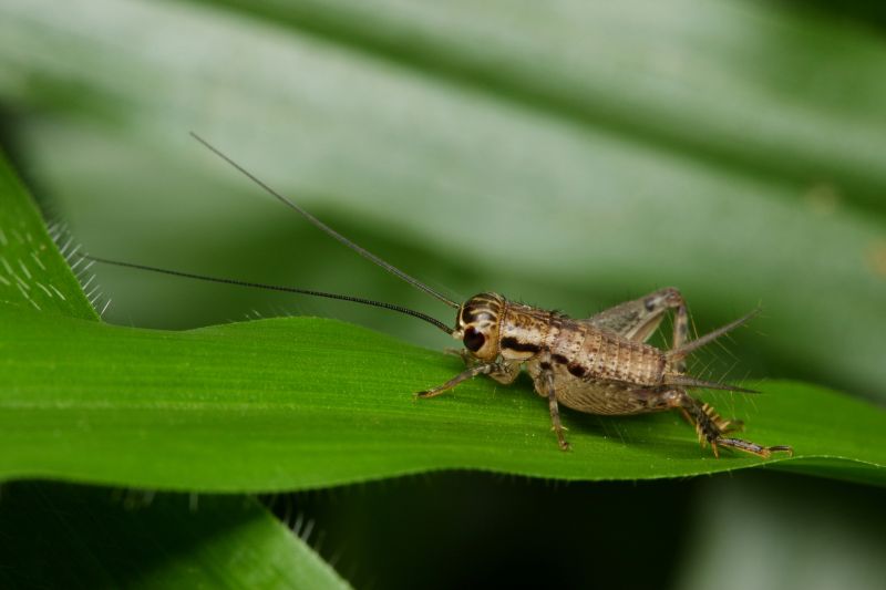 Cricket Prevention in Mckinney, TX