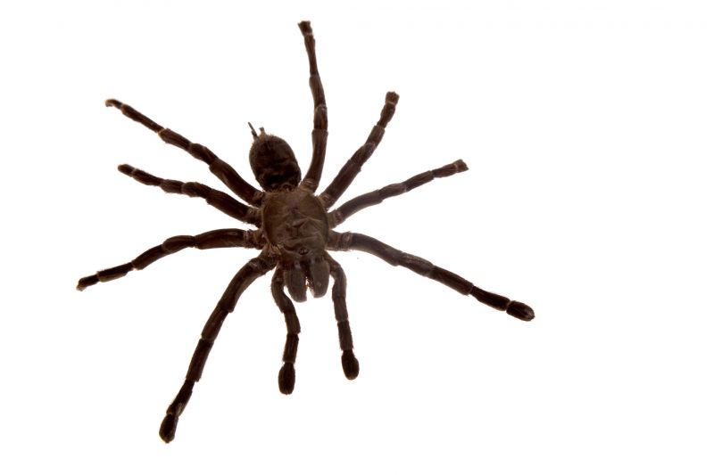 Cross Spider Extermination in Fort Worth, TX