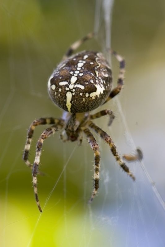 Cross Spider Extermination in Rockwall, TX