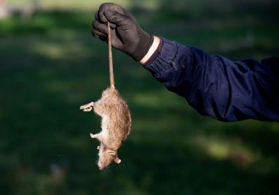 Dead Animal Pickup Costs — Cost of Dead Animal Pick Up