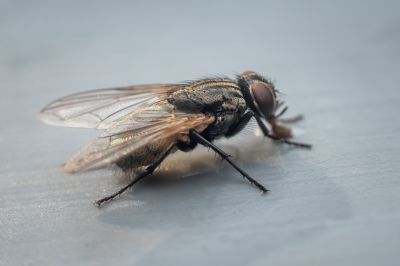Fly Control Service in Fort Worth, TX