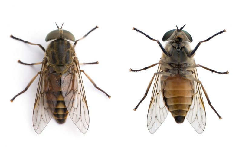 Fly Infestation Extermination in New Braunfels, TX