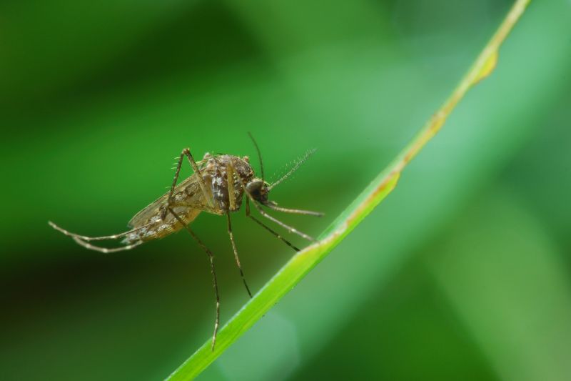 Fly Pest Control in New Braunfels, TX