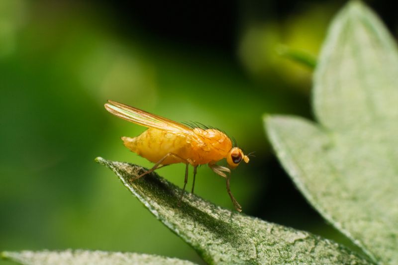 Fly Pest Control in Frisco, TX