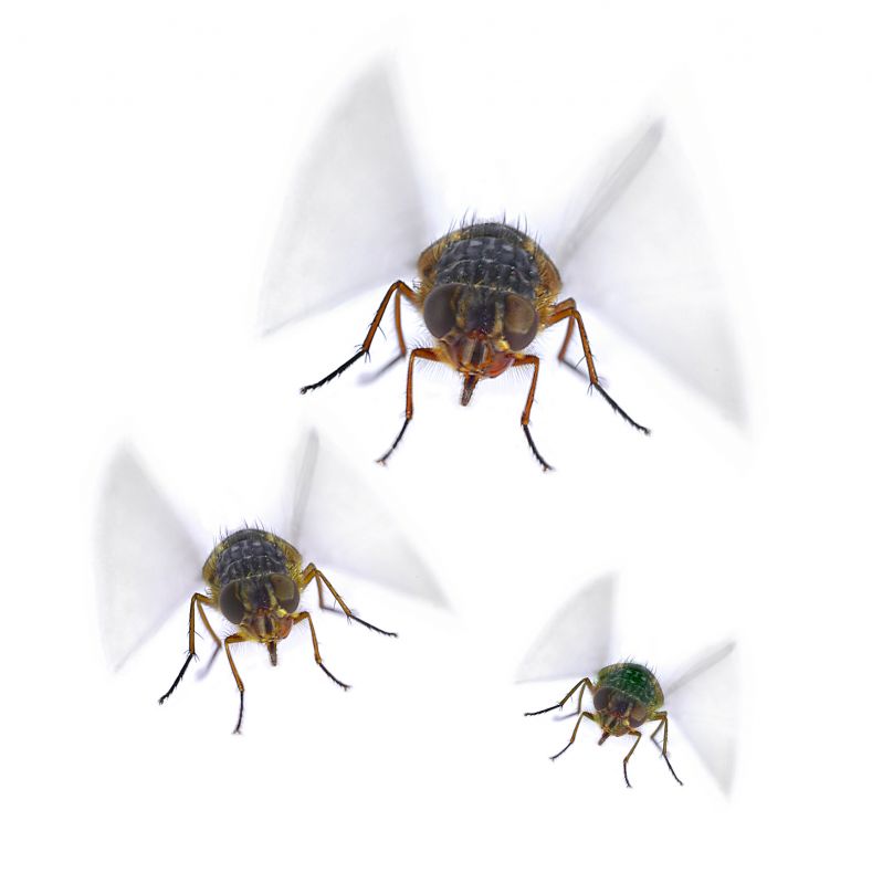 Fruit Fly Extermination in Katy, TX