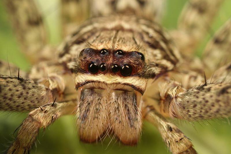 Hobo Spider Extermination in Fort Worth, TX