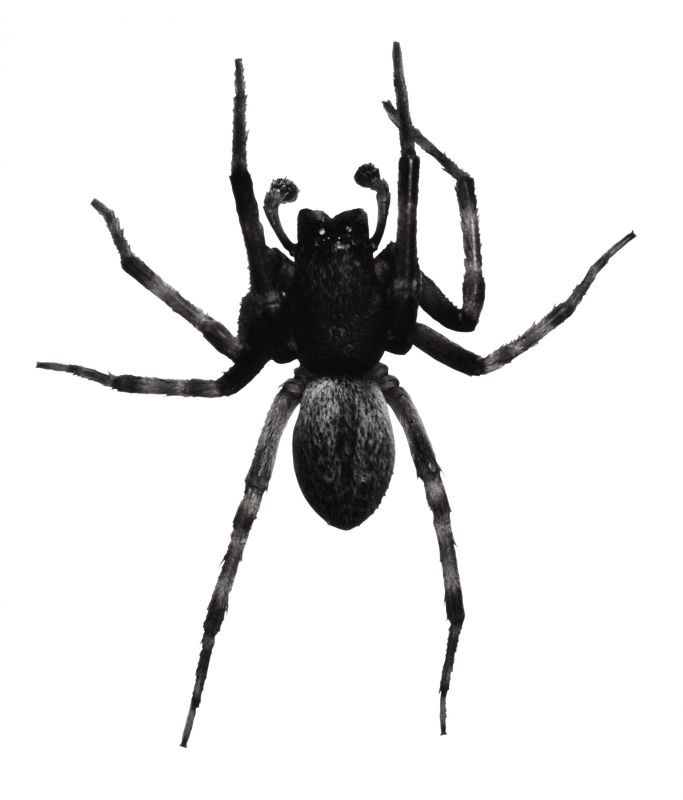 Huntsman Spider Extermination in New Braunfels, TX