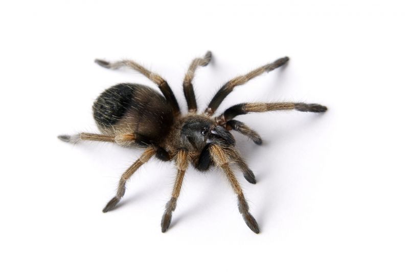 Huntsman Spider Extermination in Mckinney, TX