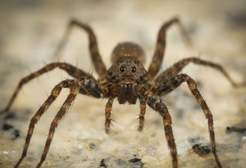 Huntsman Spider Extermination in Frisco, TX