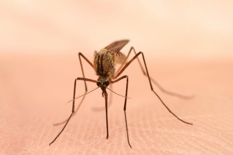 Mosquitoes Pest Control in Frisco, TX