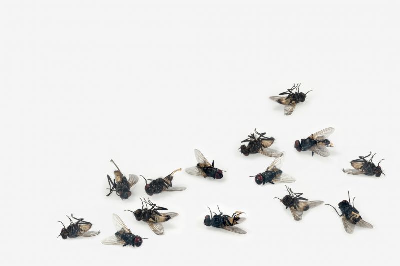 Products For Dead Animal Pick Ups in use