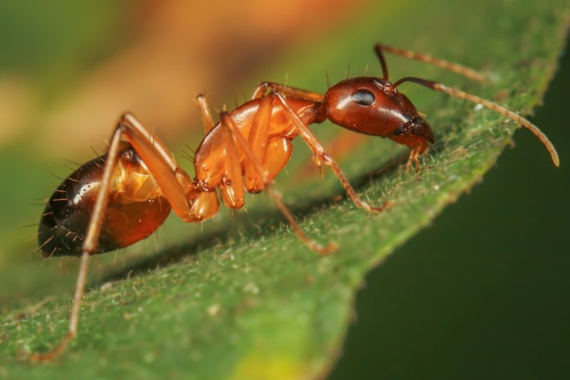 Red Ant Extermination in Rockwall, TX