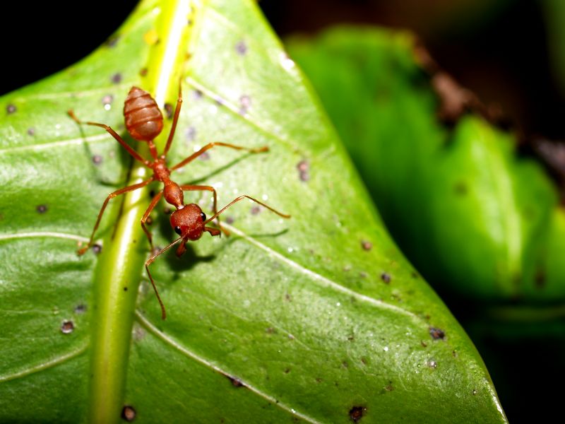 Red Ant Extermination in Arlington, TX