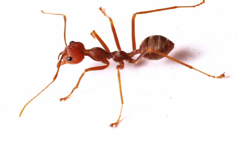 Red Ant Extermination in Denton, TX