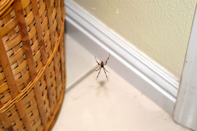 Spider Extermination Service in Rockwall, TX