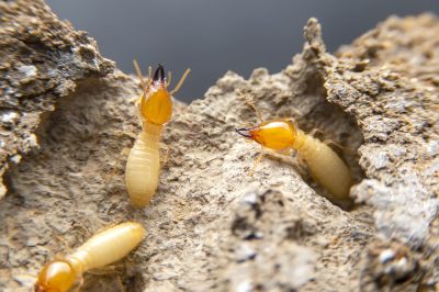 Termite Infestation Service in Frisco, TX