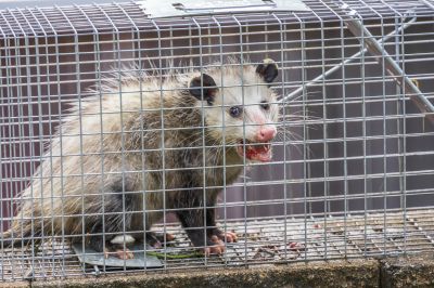 Opossum Invaders