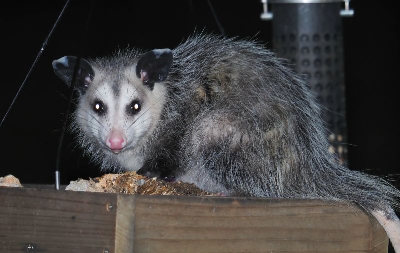 Opossums