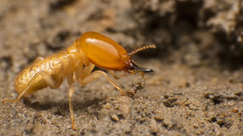 Winged Termite Extermination in Frisco, TX