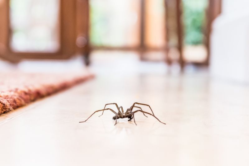 Wolf Spider Removal in Denton, TX
